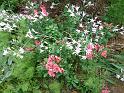 Gladiolus plus alstroemeria 